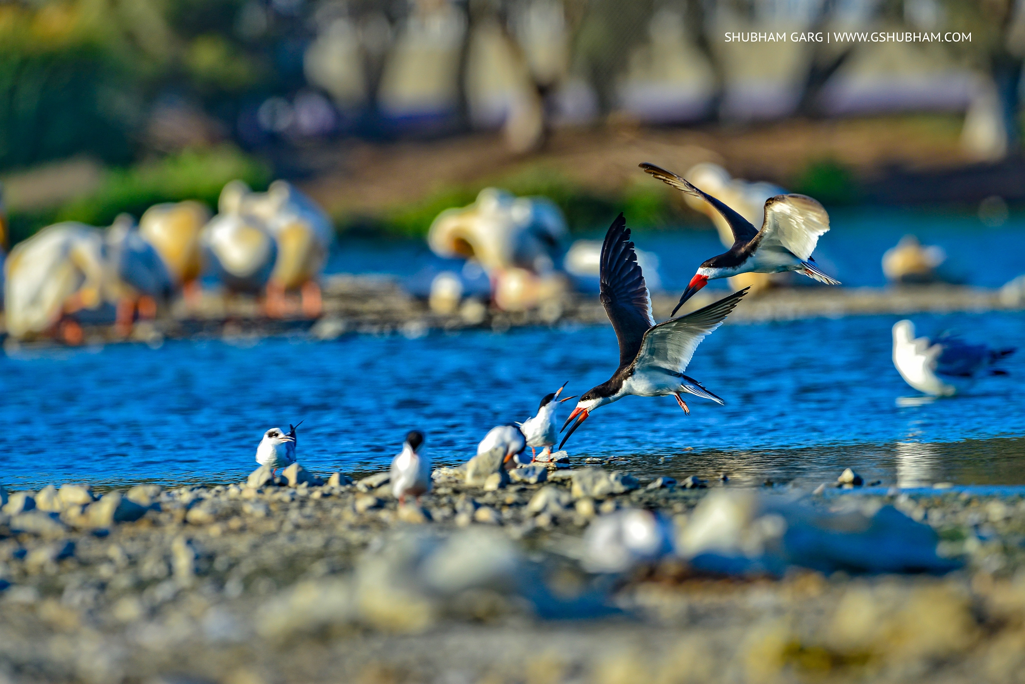 Nikon D800 + Nikon AF-S Nikkor 600mm F4G ED VR sample photo. "bird life" photography