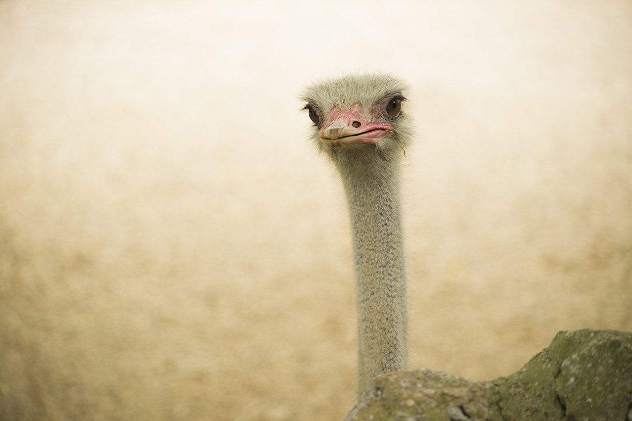 Sony Alpha DSLR-A850 + Minolta AF 70-210mm F4 Macro sample photo. Portrait of an ostrich photography