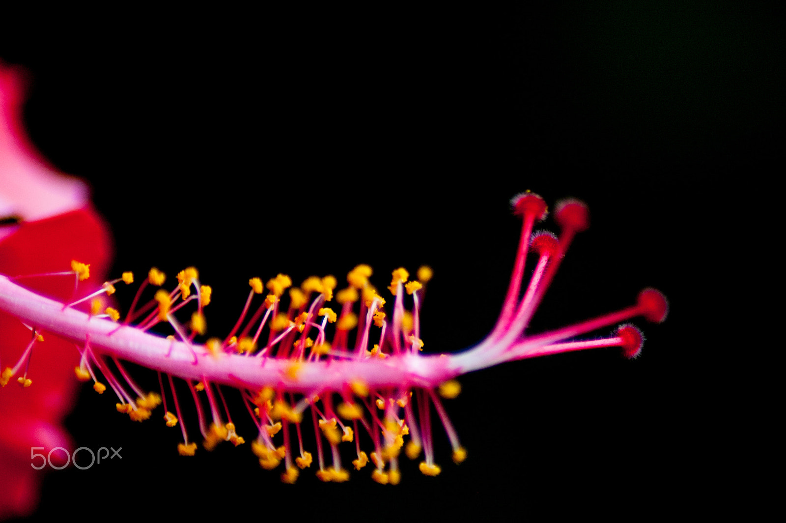 Nikon D70 sample photo. Closeup of a hibiscus photography