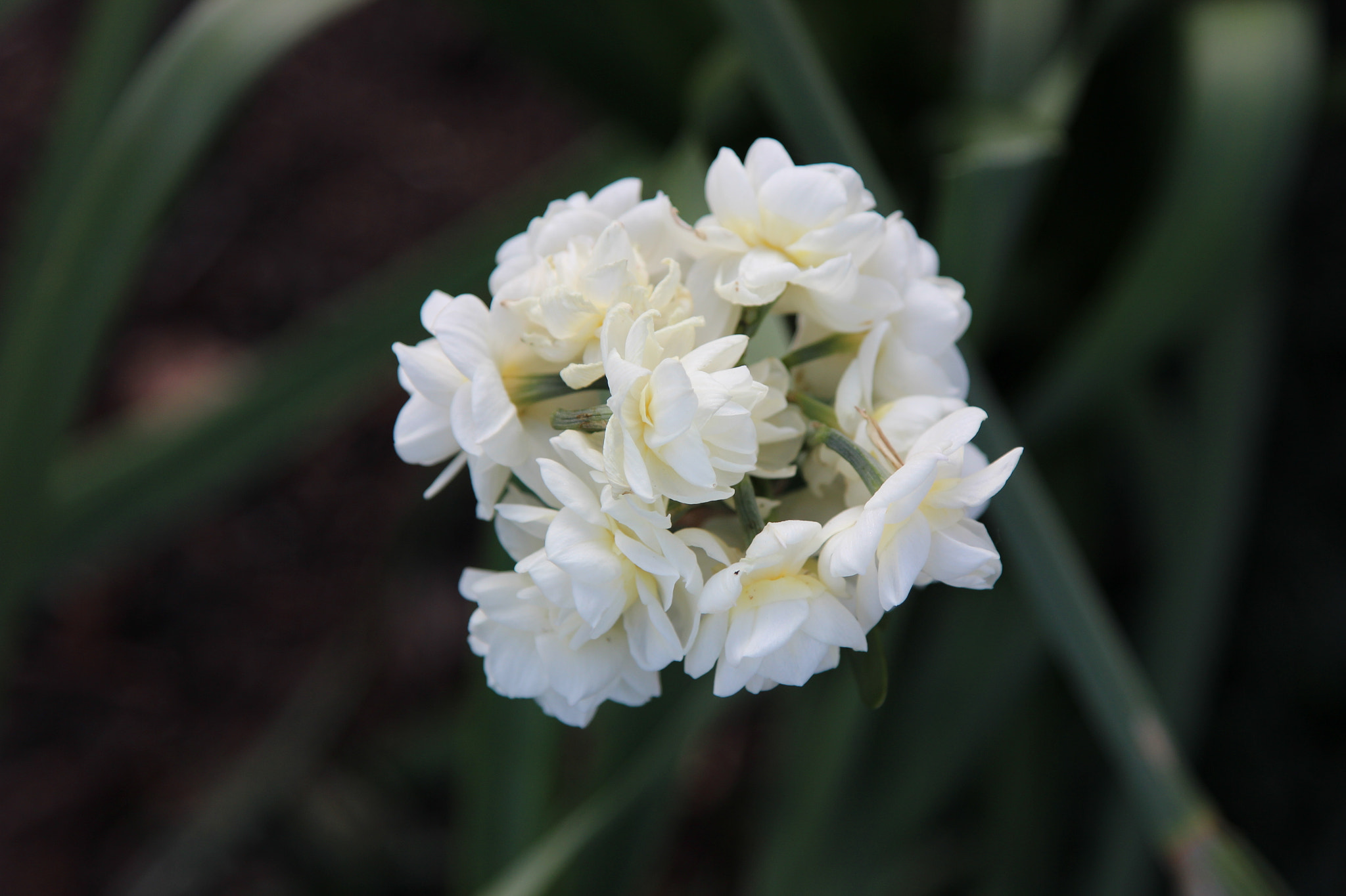 Canon EOS 600D (Rebel EOS T3i / EOS Kiss X5) sample photo. Flowe in next doors garden. photography