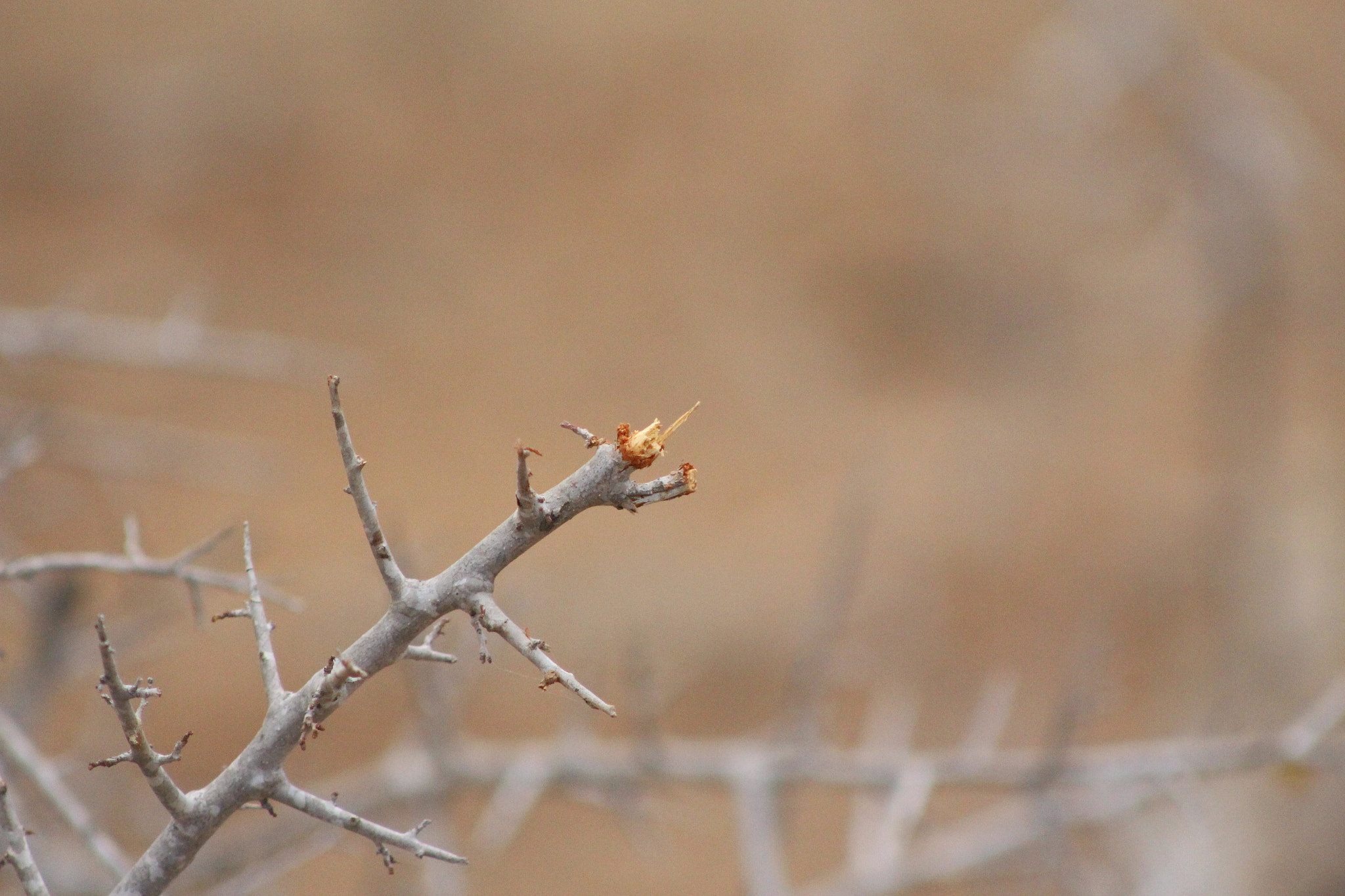 Canon EF 75-300mm f/4-5.6 USM sample photo. Broken photography