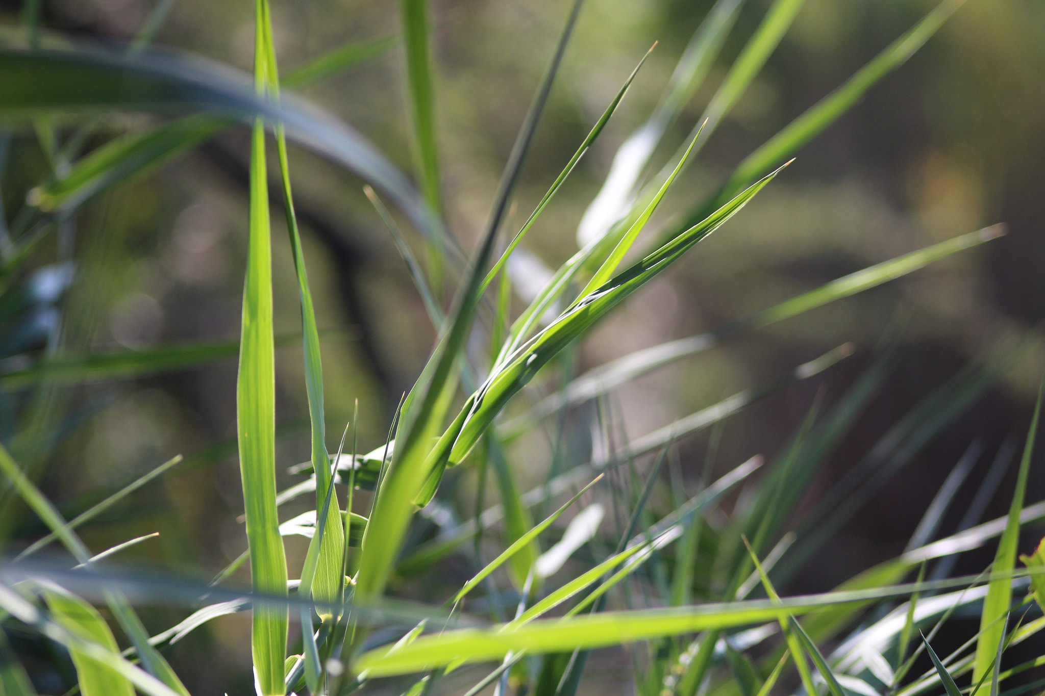 Canon EF 75-300mm f/4-5.6 USM sample photo. Live like grass photography