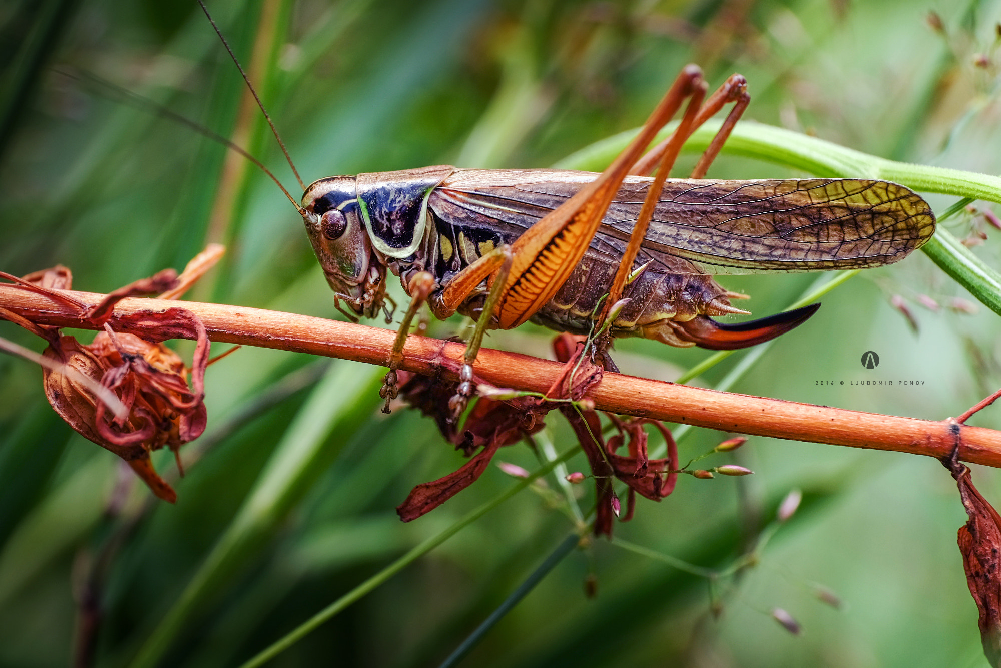 Fujifilm X-T1 + ZEISS Touit 50mm F2.8 sample photo. Grasshopper 2 photography