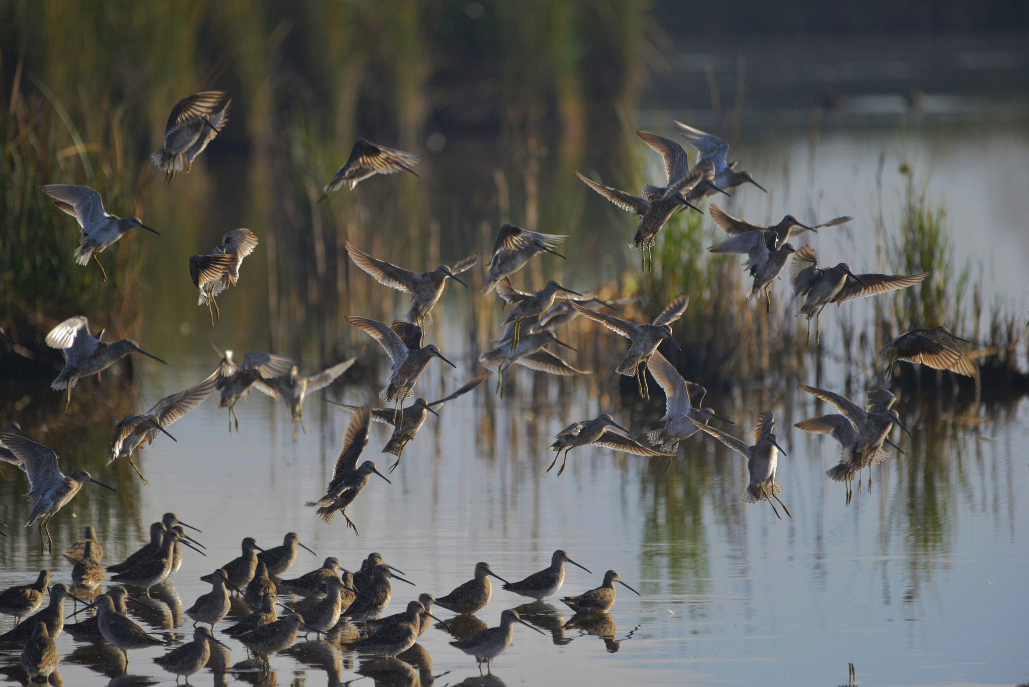 Sigma 150-500mm F5-6.3 DG OS HSM sample photo. Looking for location photography