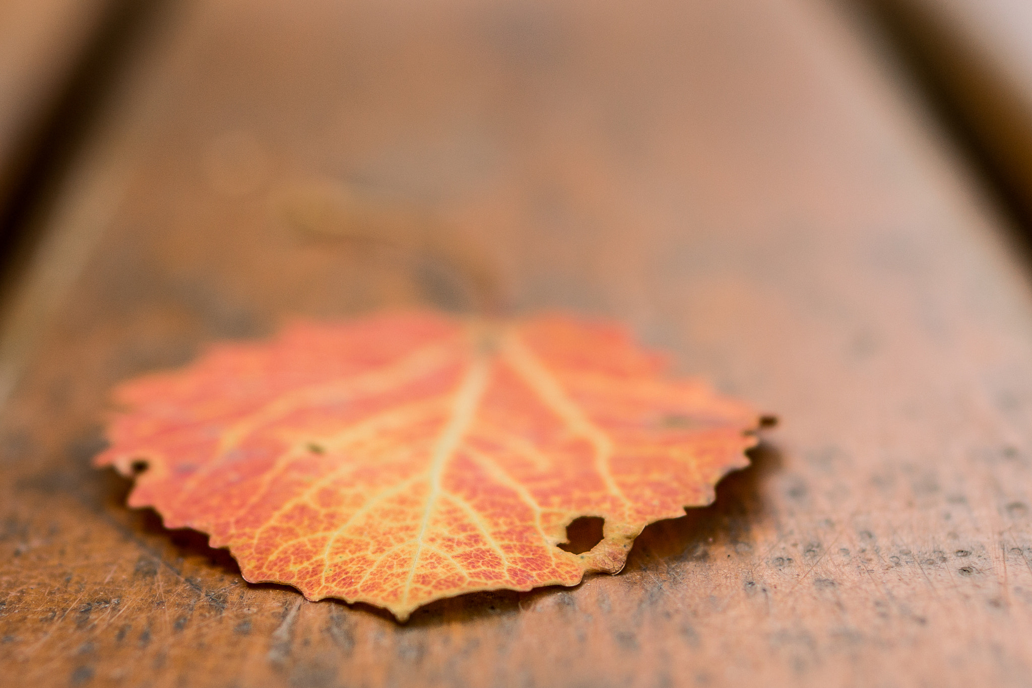 Canon EOS 70D + Canon EF 35mm F1.4L USM sample photo. An old leaf photography