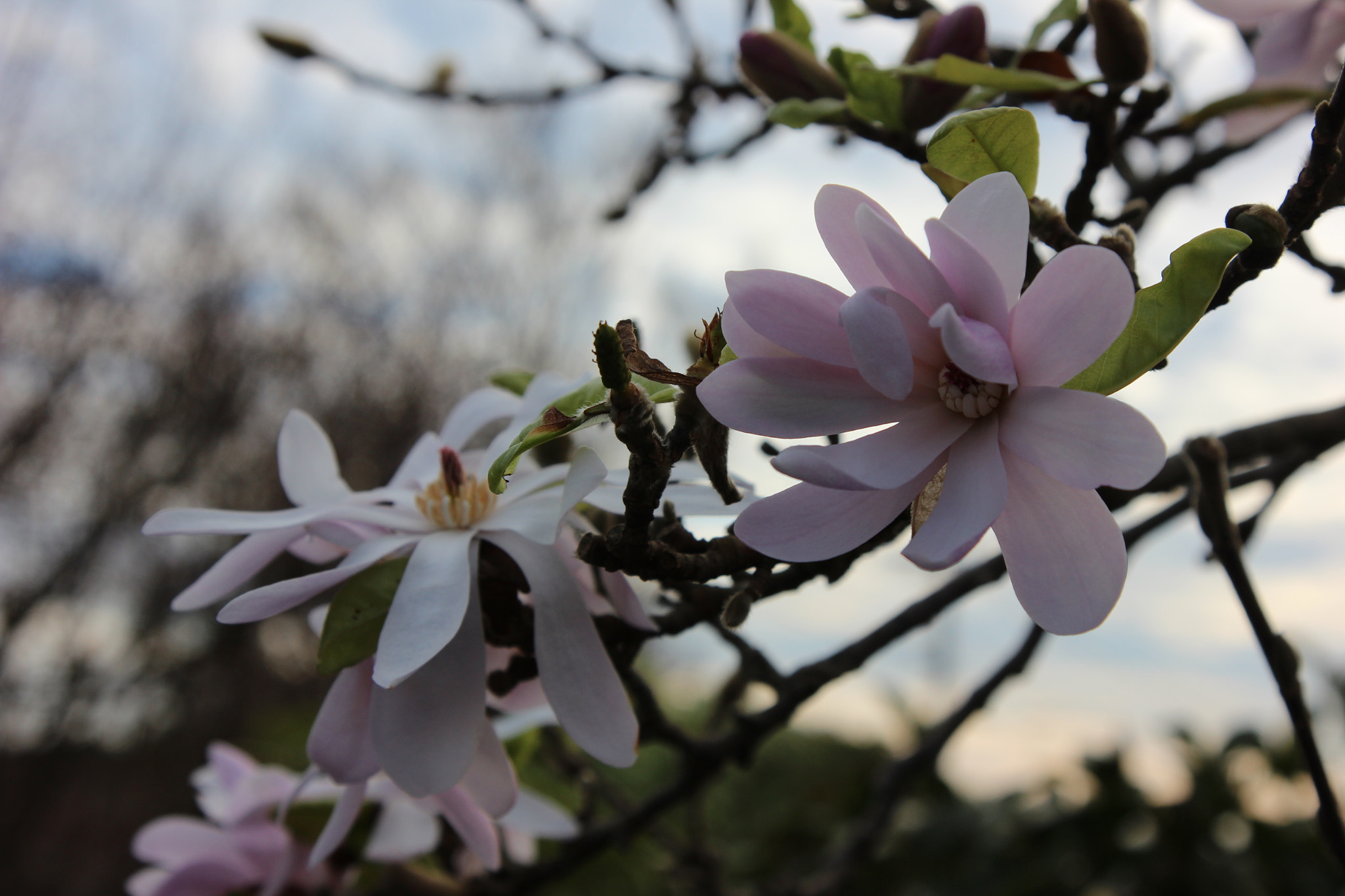 Canon EOS 600D (Rebel EOS T3i / EOS Kiss X5) sample photo. Next doors tree in flower, it's winter photography