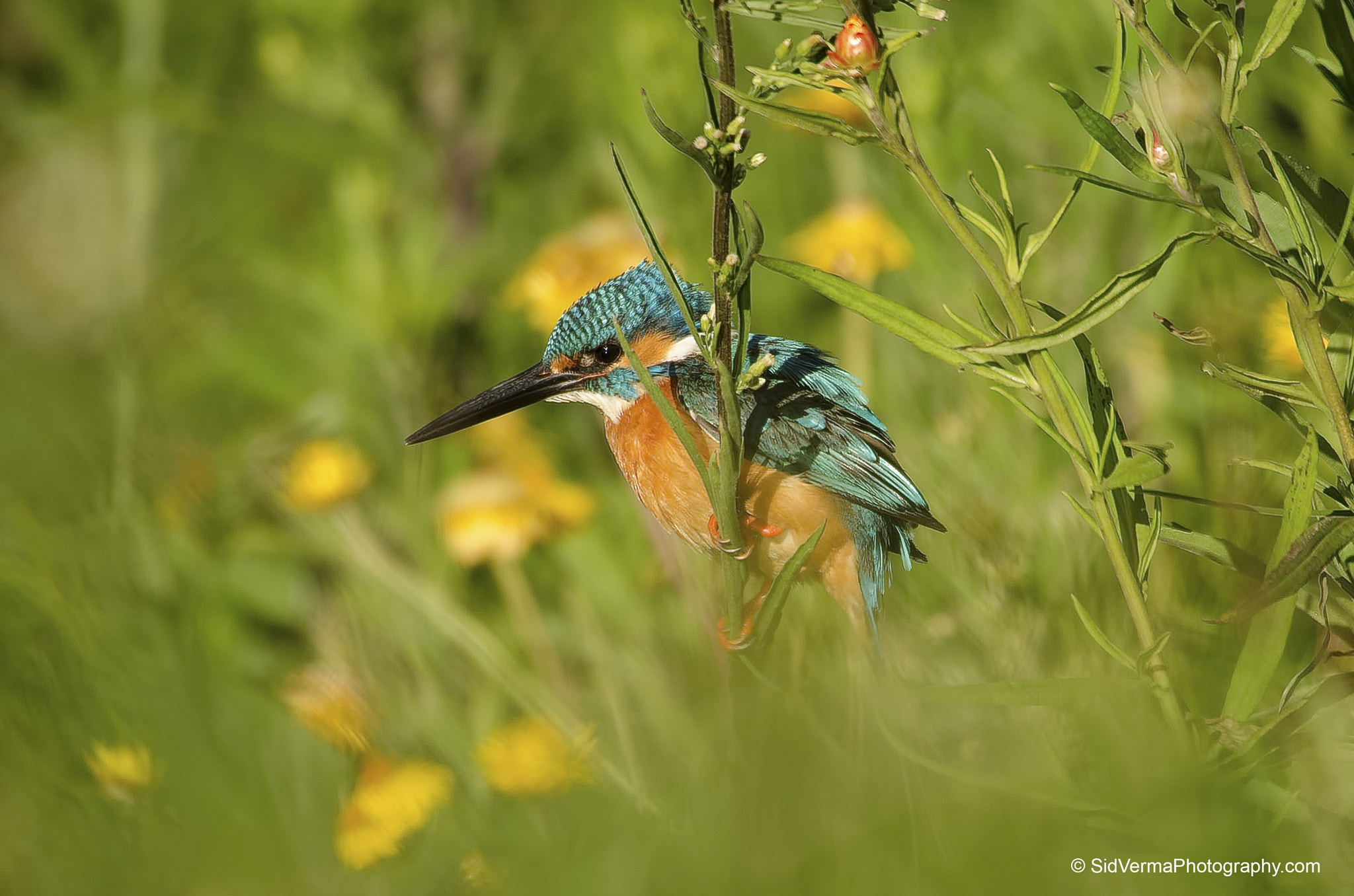 Sigma 50-500mm F4.5-6.3 DG OS HSM sample photo. Common kingfisher photography