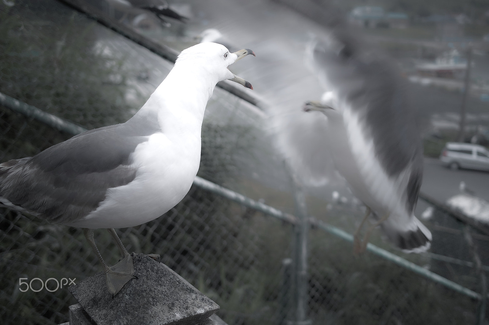 Sigma DP2x sample photo. Two black-tailed gulls photography