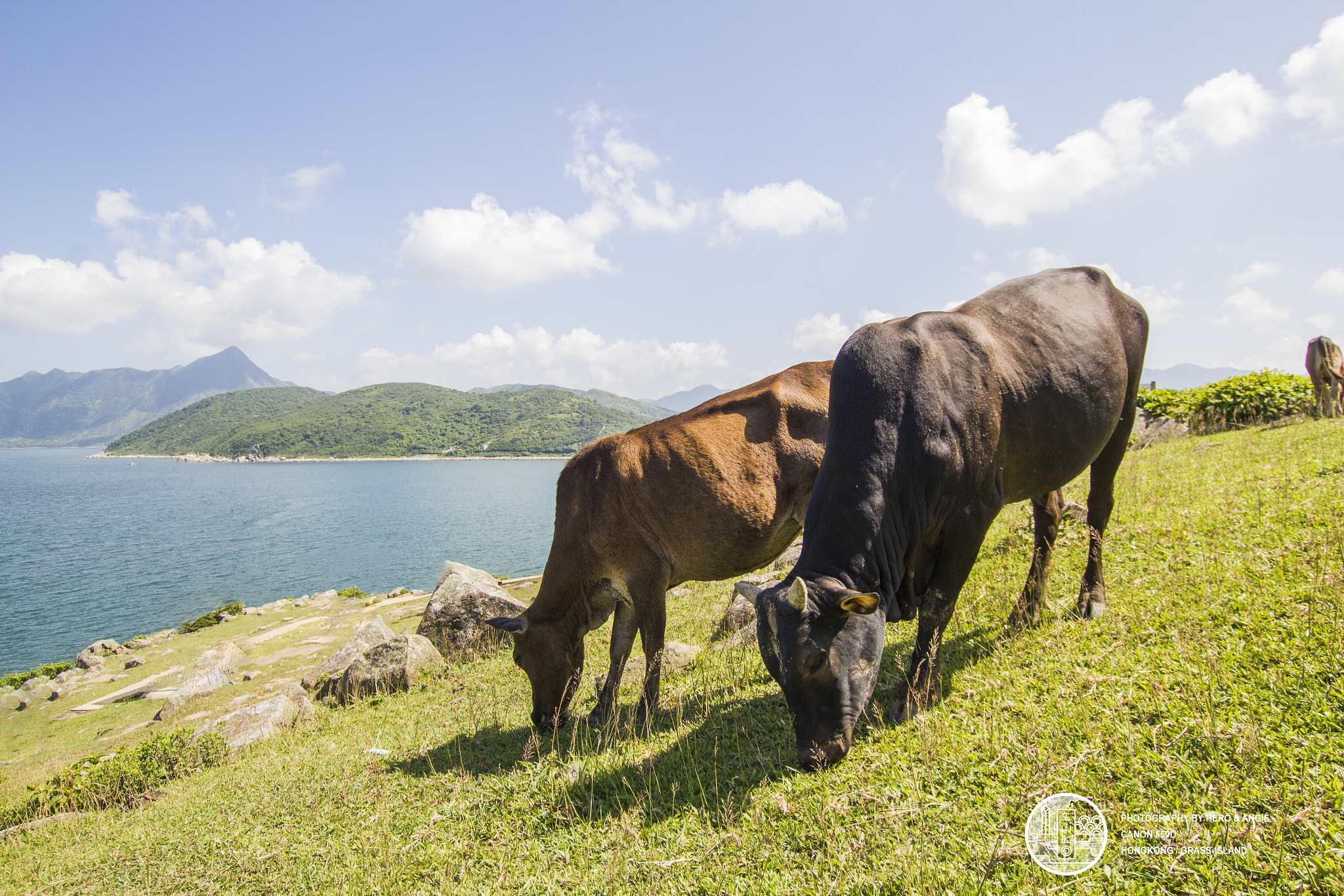 Sigma 10-20mm F3.5 EX DC HSM sample photo. Grass island cow photography