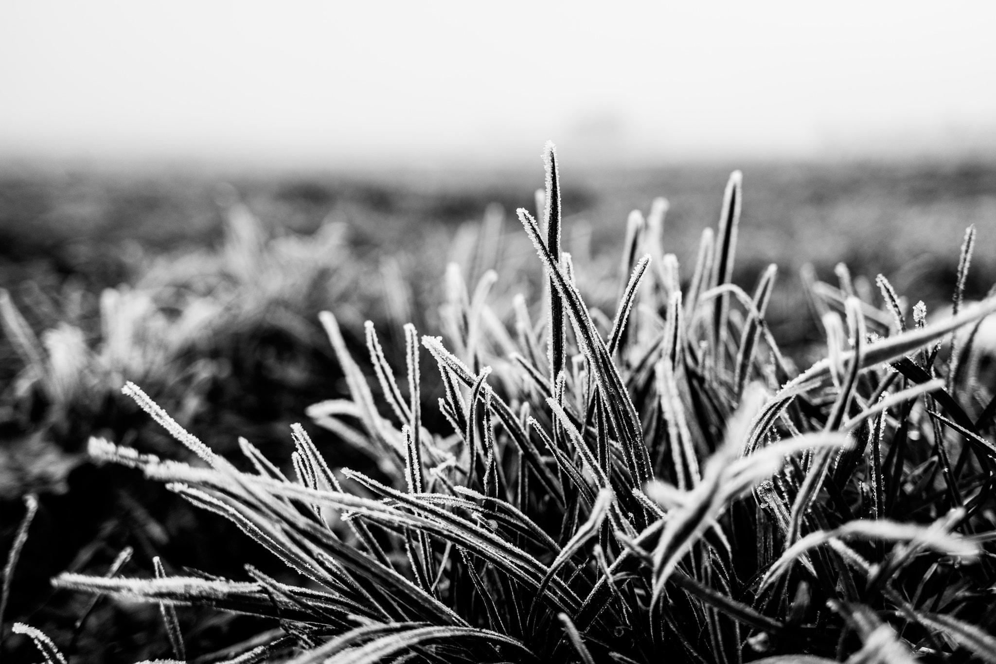 Samsung NX300M + Samsung NX 20mm F2.8 Pancake sample photo. Sam_8082-1-2.jpg photography