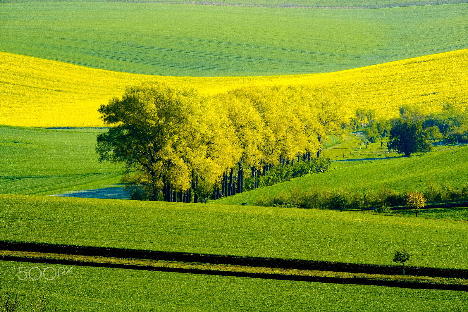 Fujifilm XF 100-400mm F4.5-5.6 R LM OIS WR sample photo. Wavy meadows spring landscape in south moravia photography