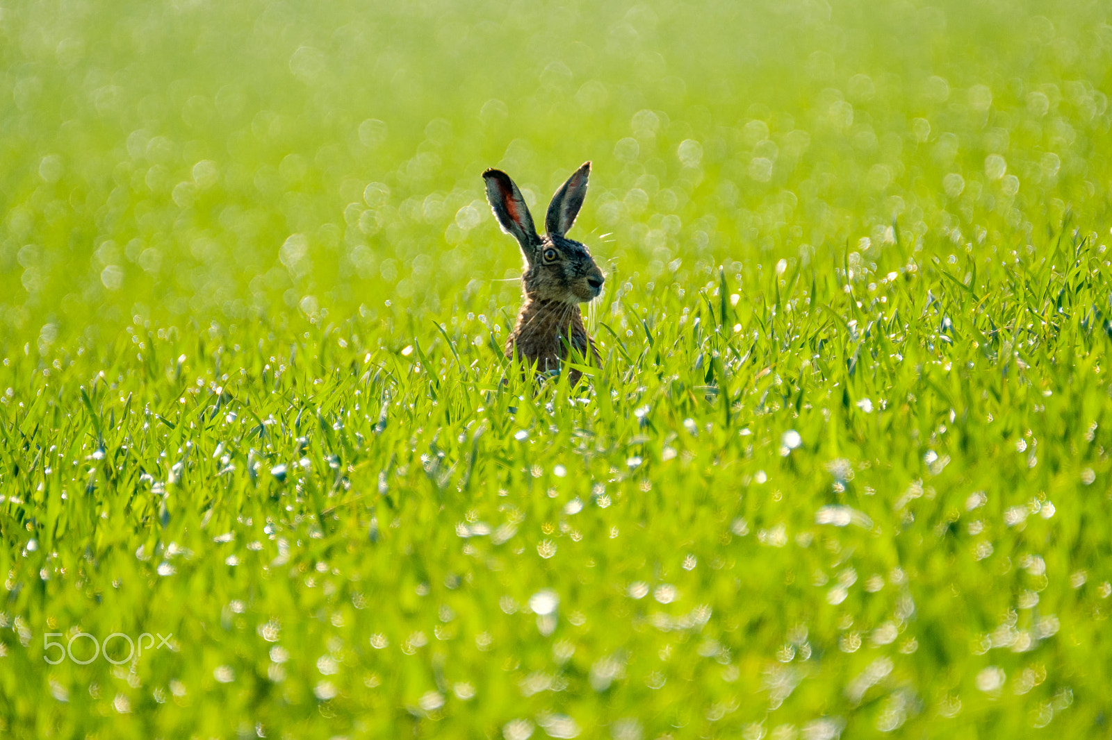 Fujifilm X-Pro2 + XF100-400mmF4.5-5.6 R LM OIS WR + 1.4x sample photo. Wild hare in the field photography