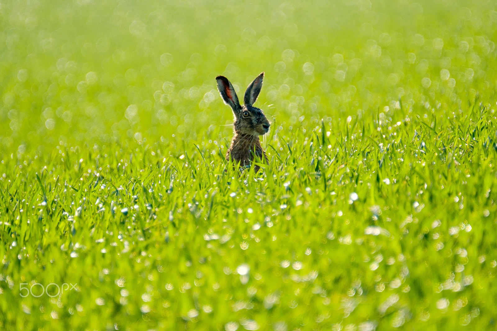 XF100-400mmF4.5-5.6 R LM OIS WR + 1.4x sample photo. Wild hare in the field photography