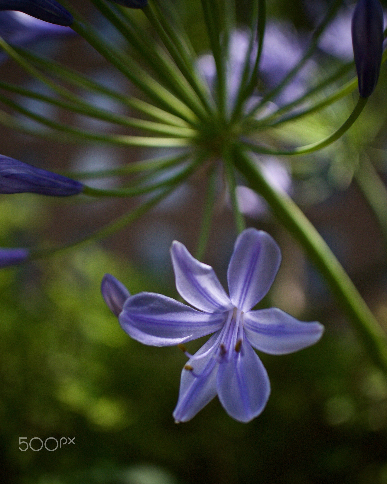 Nikon 1 J2 + Nikon 1 Nikkor 18.5mm F1.8 sample photo. Agapanthus bloom photography