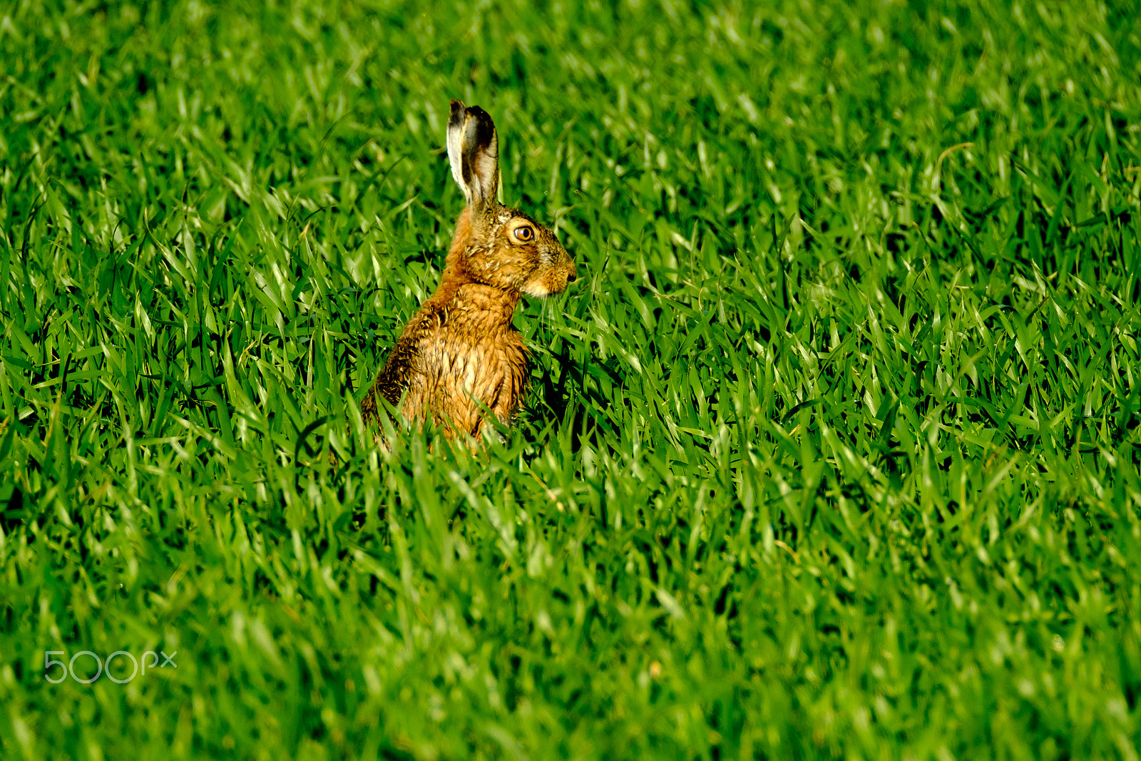 Fujifilm X-Pro2 + XF100-400mmF4.5-5.6 R LM OIS WR + 1.4x sample photo. Wild hare in the field photography