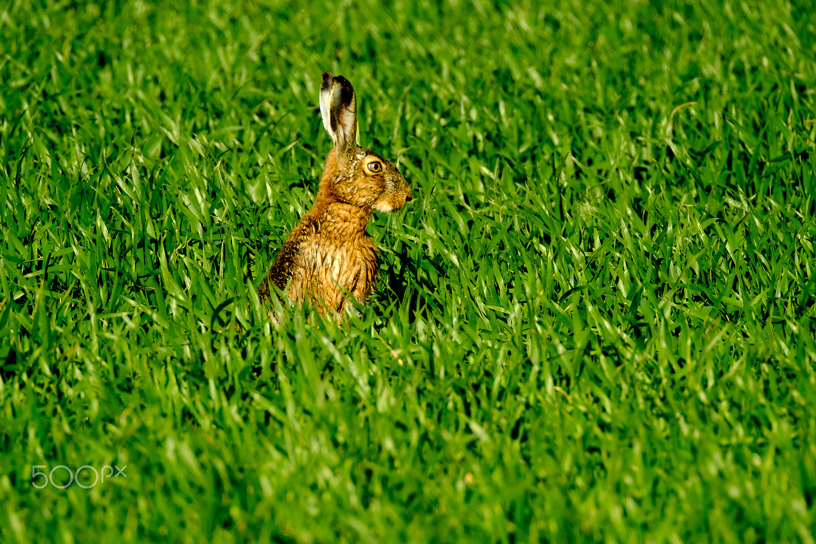 XF100-400mmF4.5-5.6 R LM OIS WR + 1.4x sample photo. Wild hare in the field photography