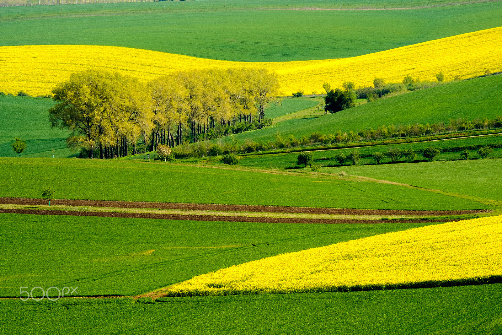 Fujifilm XF 100-400mm F4.5-5.6 R LM OIS WR sample photo. Wavy meadows spring landscape in south moravia photography