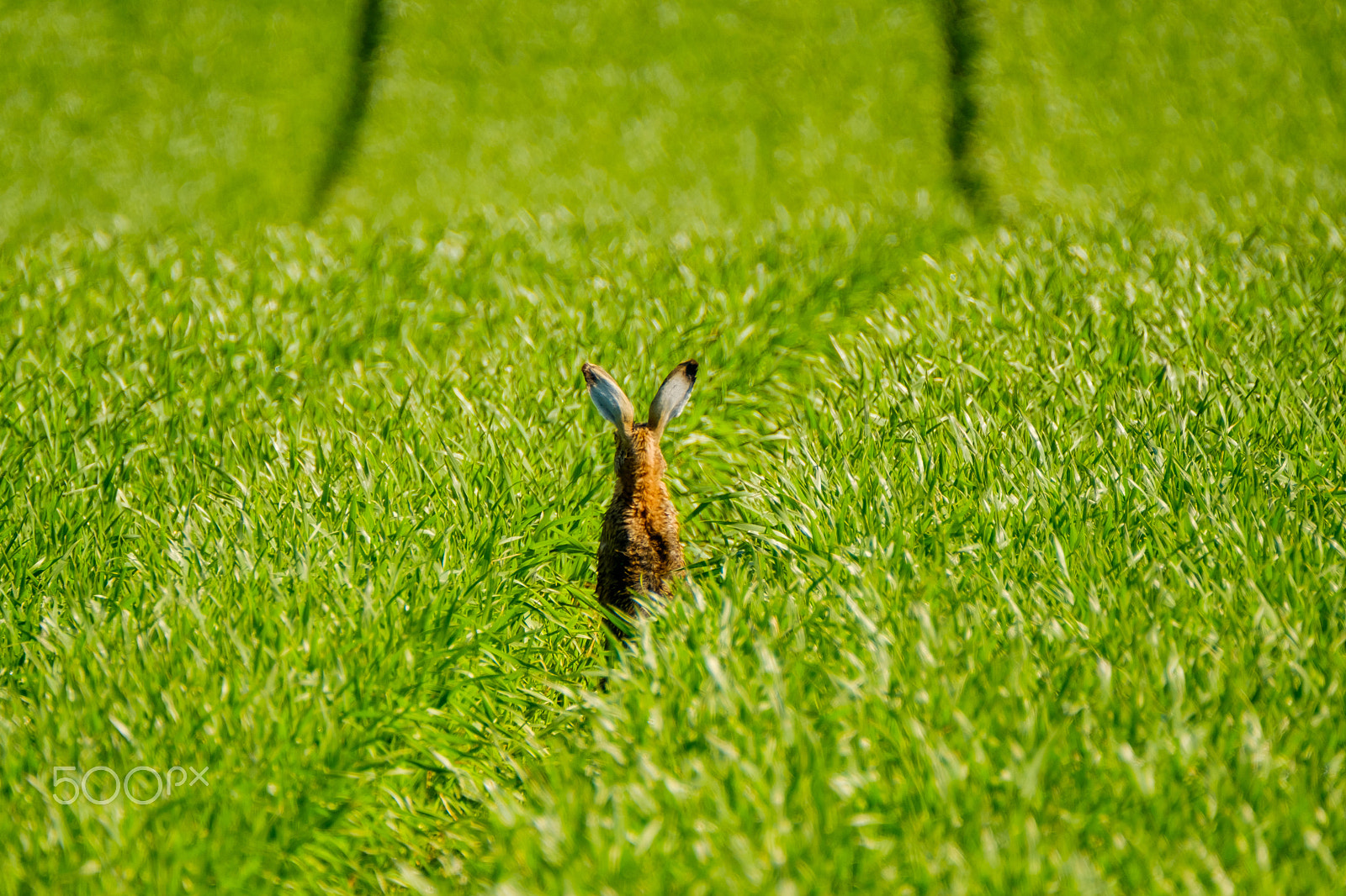 XF100-400mmF4.5-5.6 R LM OIS WR + 1.4x sample photo. Wild hare in the field photography