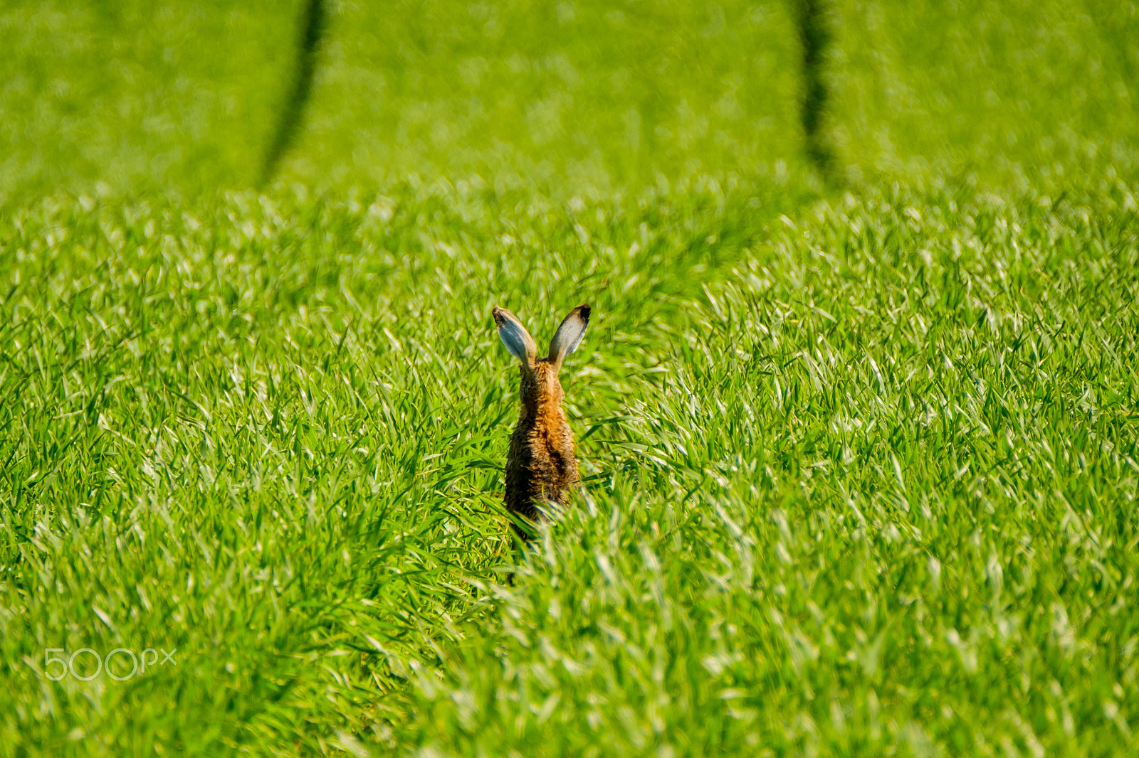 Fujifilm X-Pro2 + XF100-400mmF4.5-5.6 R LM OIS WR + 1.4x sample photo. Wild hare in the field photography