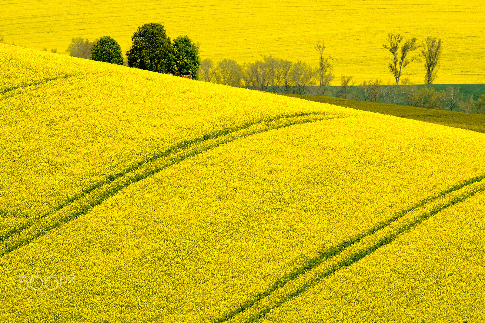 Fujifilm XF 100-400mm F4.5-5.6 R LM OIS WR sample photo. Wavy meadows spring landscape in south moravia photography