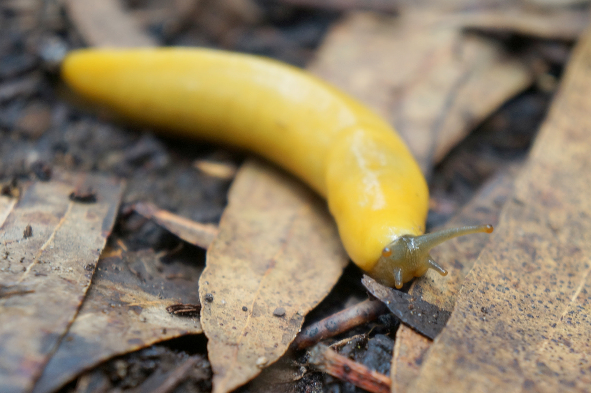 Sony Alpha NEX-F3 + Sony E 18-55mm F3.5-5.6 OSS sample photo. Banana slug photography