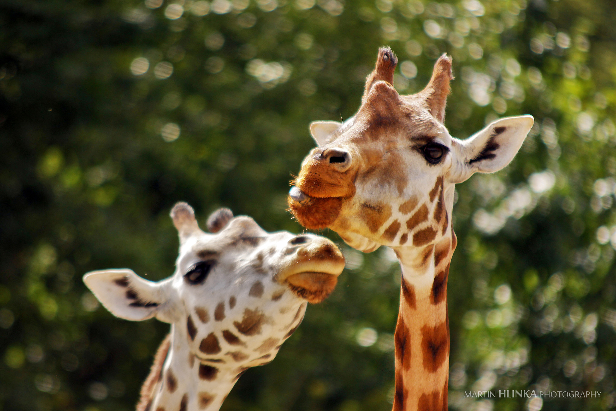Sigma 70-200mm F2.8 EX DG OS HSM sample photo. Rothschild's giraffe photography