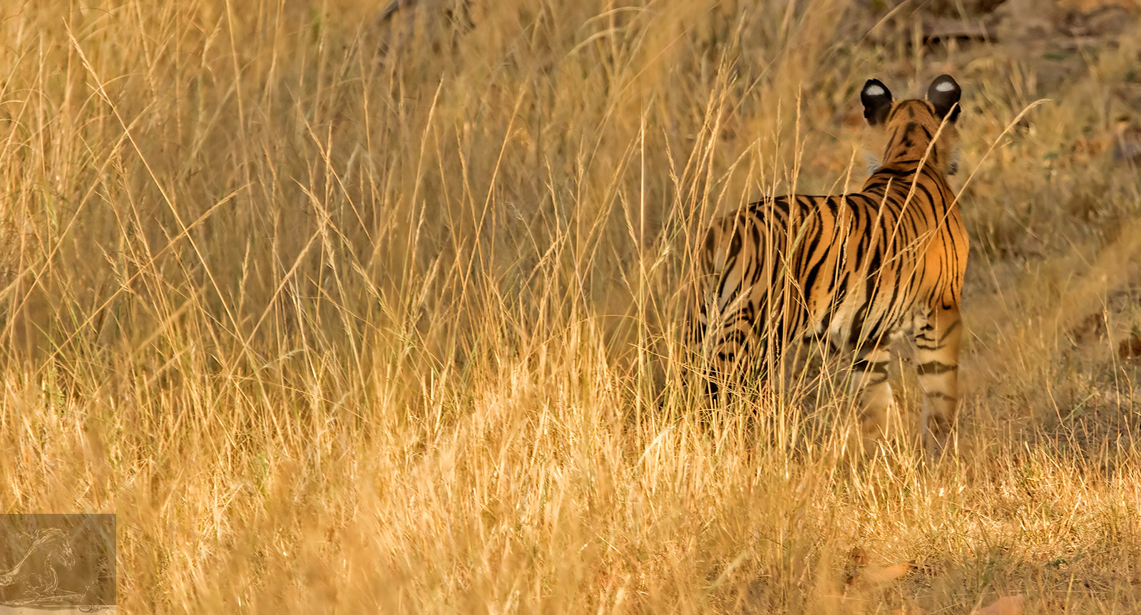Canon EF 300mm F2.8L IS USM sample photo. Bandhavgarh 029 photography