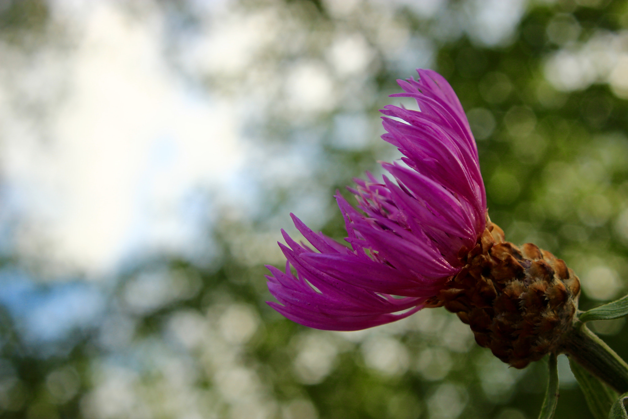 Canon EF-S 18-55mm F3.5-5.6 III sample photo. Flower with bokeh background. photography
