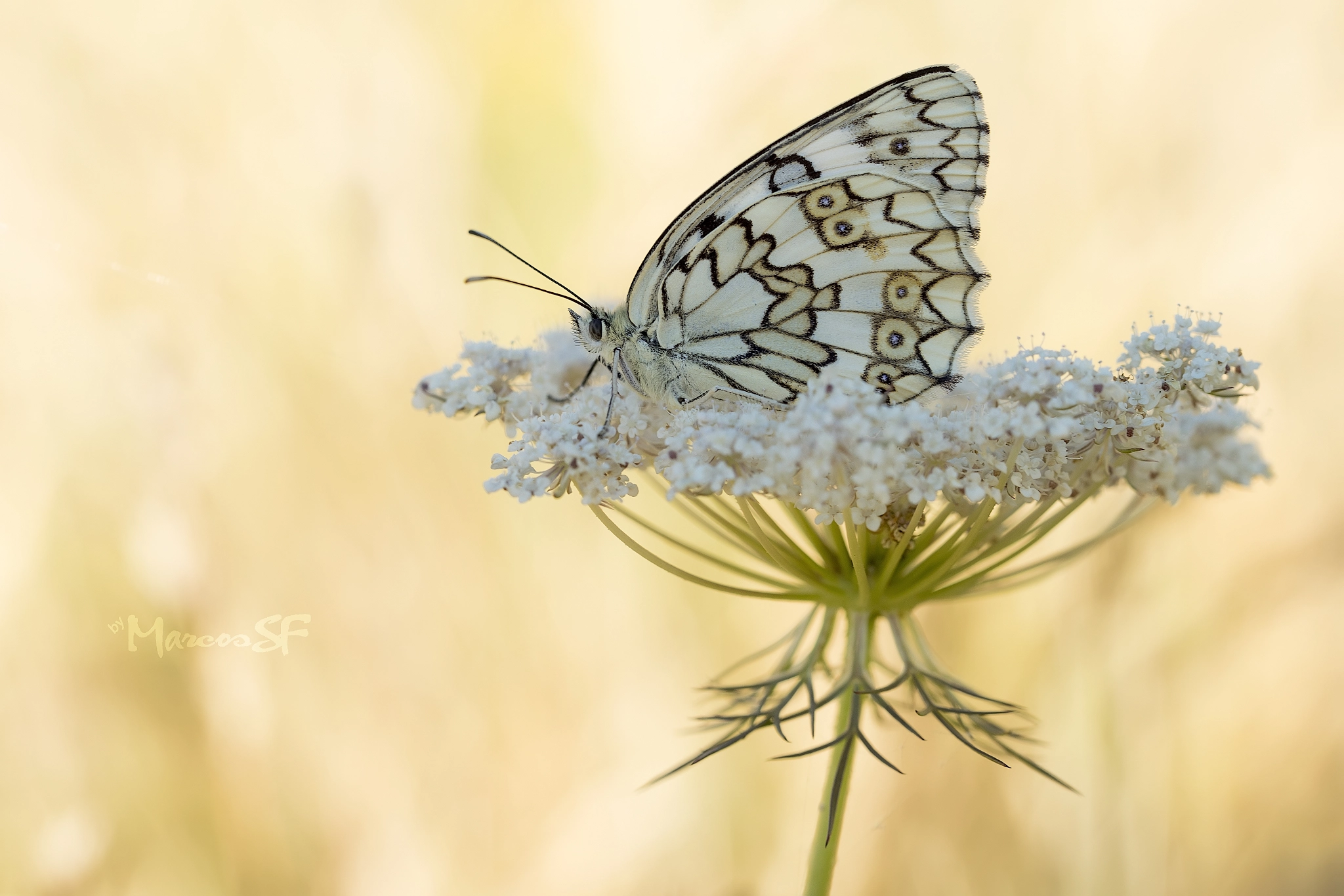 Sony a7 II + 90mm F2.8 Macro SSM sample photo. Medioluto montañera al anochecer photography