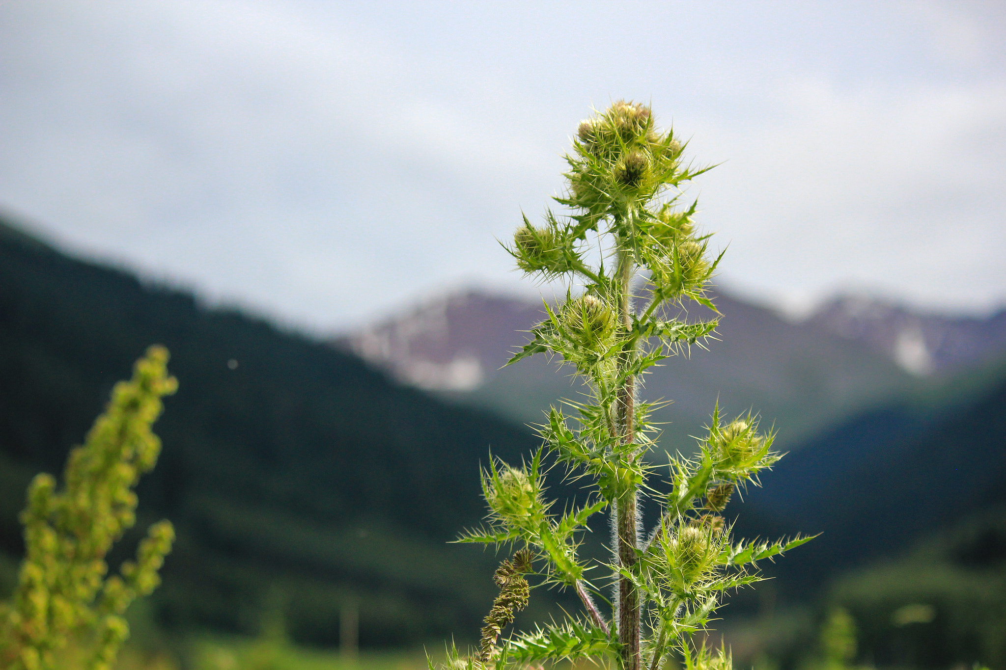 Canon EOS 550D (EOS Rebel T2i / EOS Kiss X4) sample photo. Thistle photography