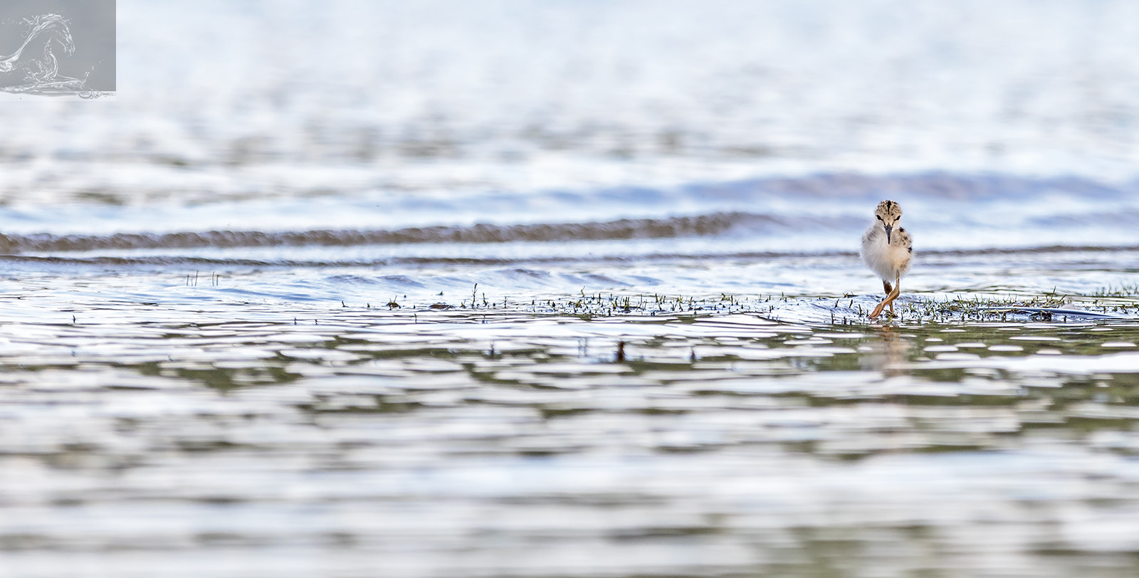 Canon EF 300mm F2.8L IS USM sample photo. Pied stilt 21 photography