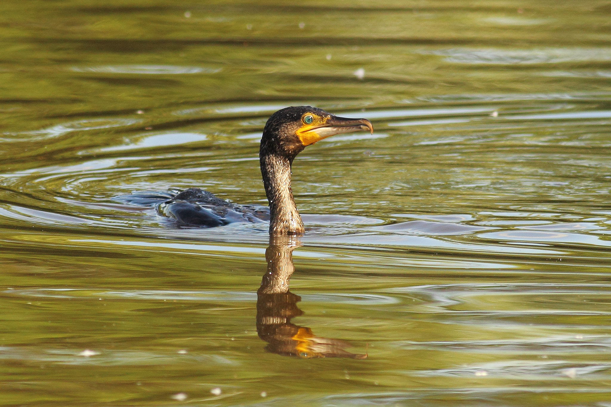 Canon EOS 60D + Canon EF 400mm F5.6L USM sample photo. Cormorant photography