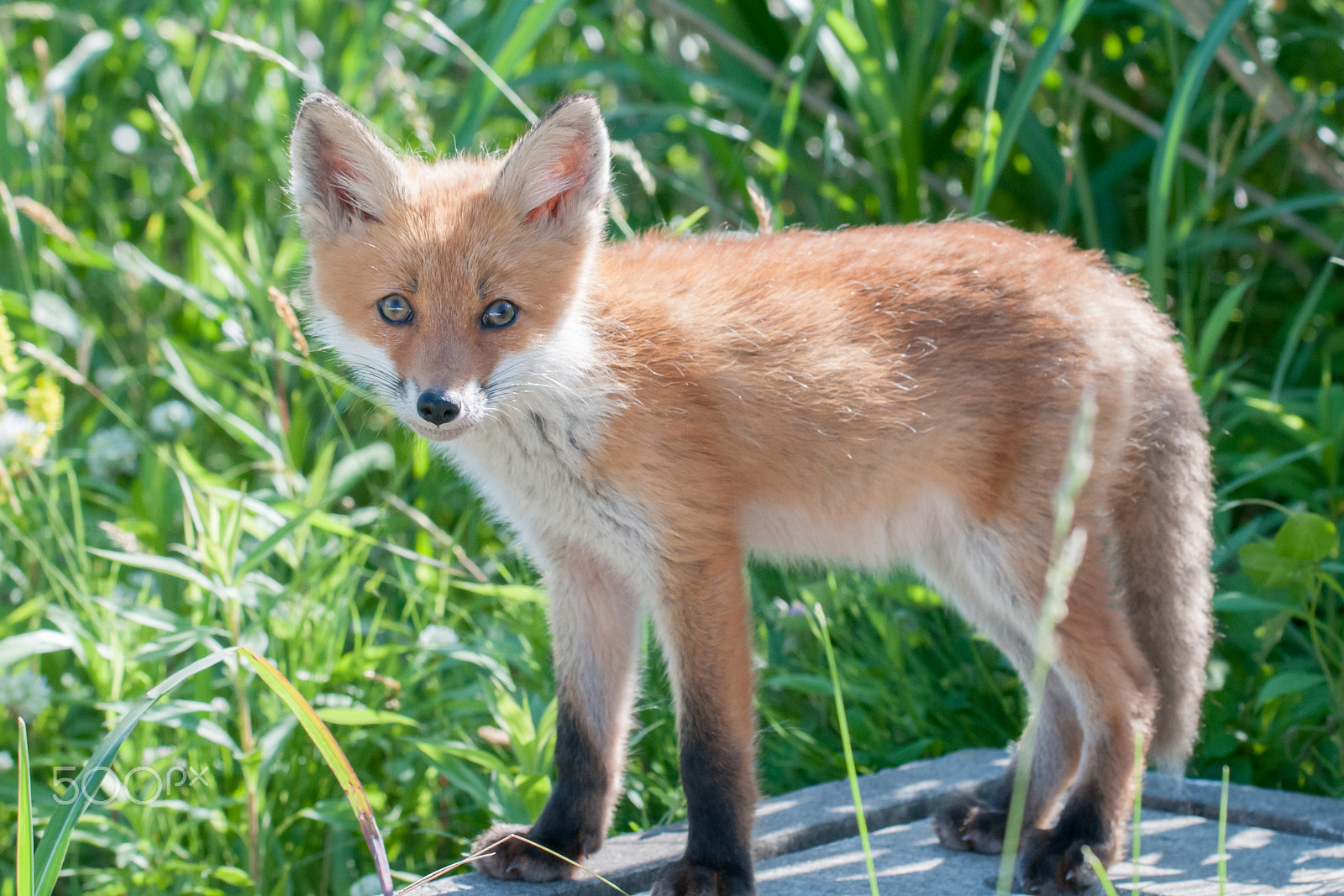 Sigma 150-600mm F5-6.3 DG OS HSM | S sample photo. How cute! photography