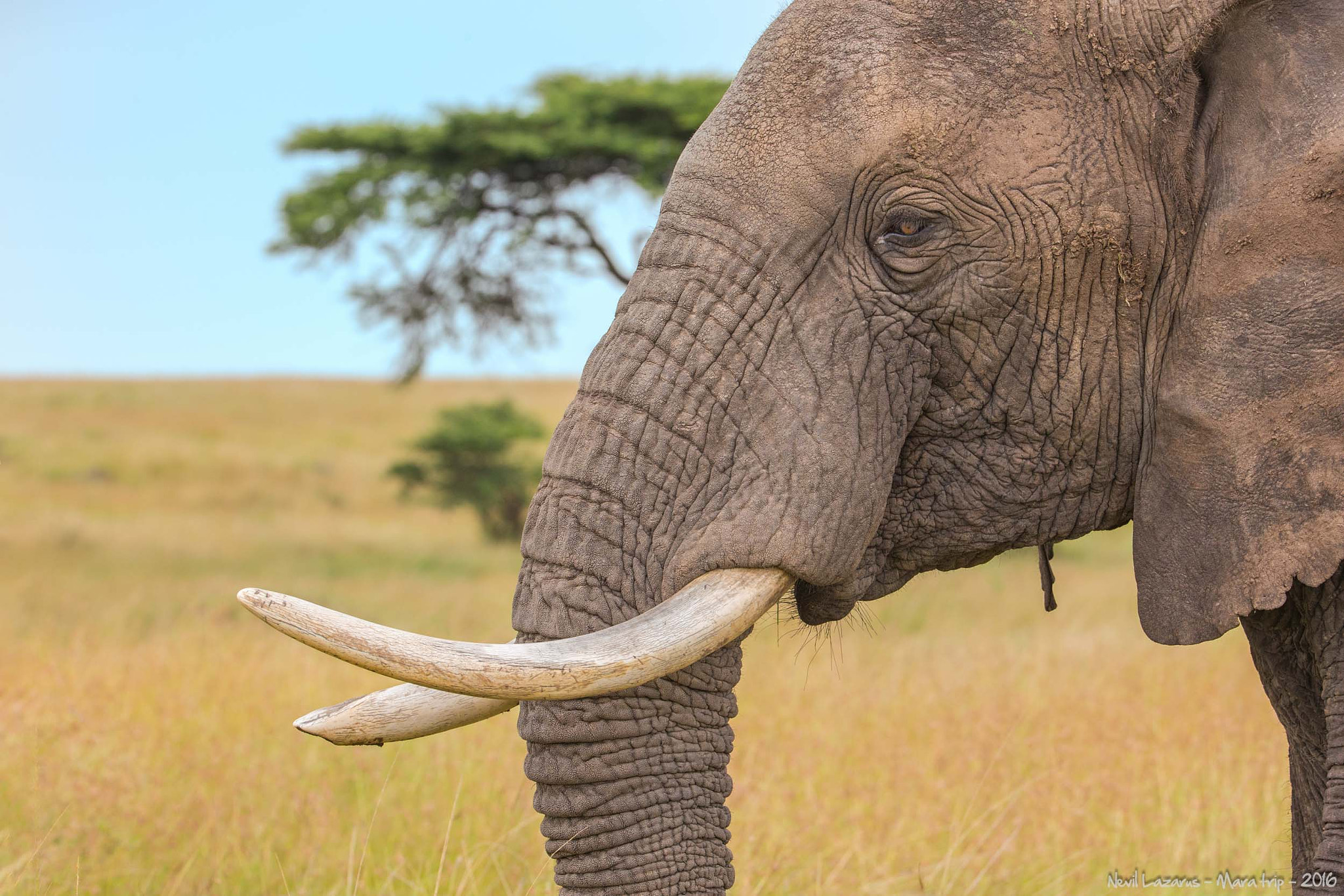 Canon EF 200-400mm F4L IS USM Extender 1.4x sample photo. Elephant portrait photography