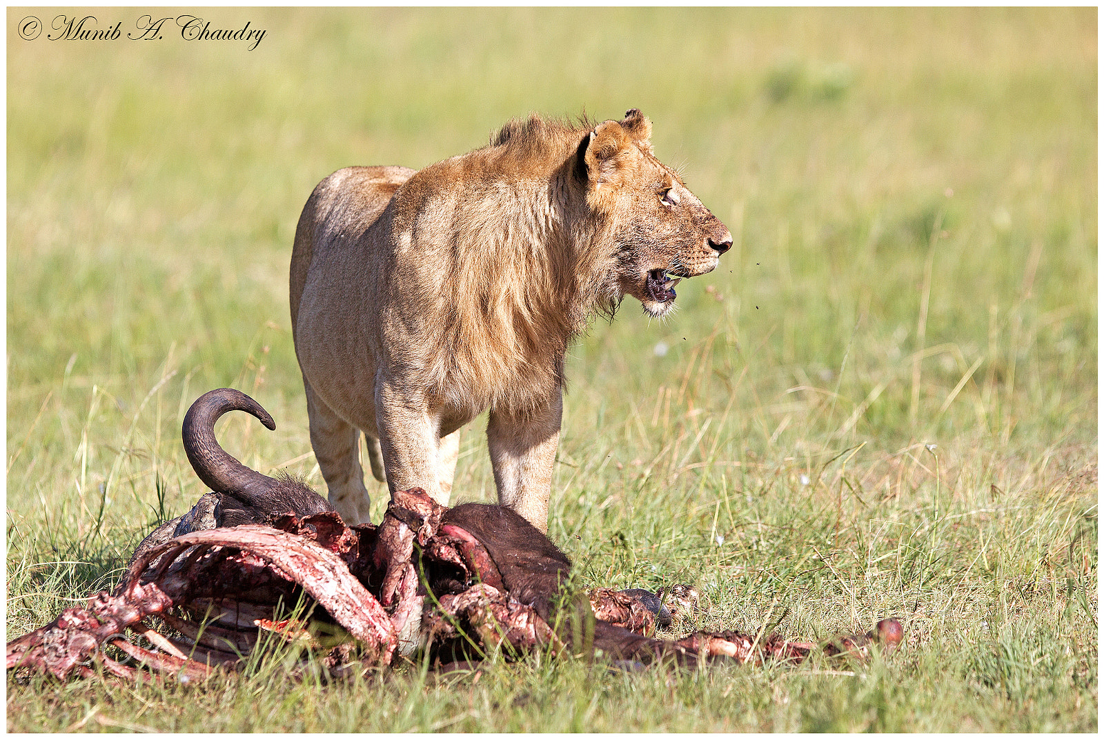 Canon EF 300mm F2.8L IS USM sample photo. Hungry prince! photography