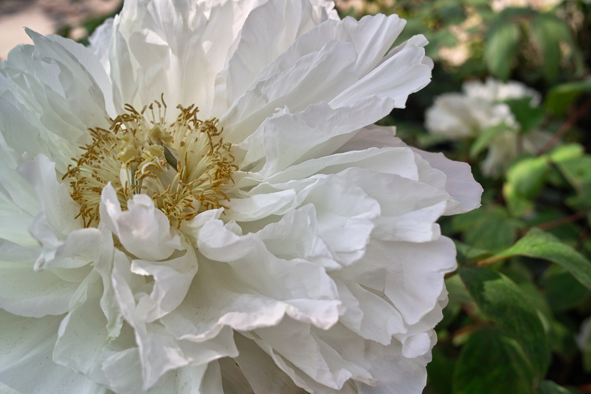 Sigma DP2x sample photo. 大輪の芍薬　a large-flowered peony photography