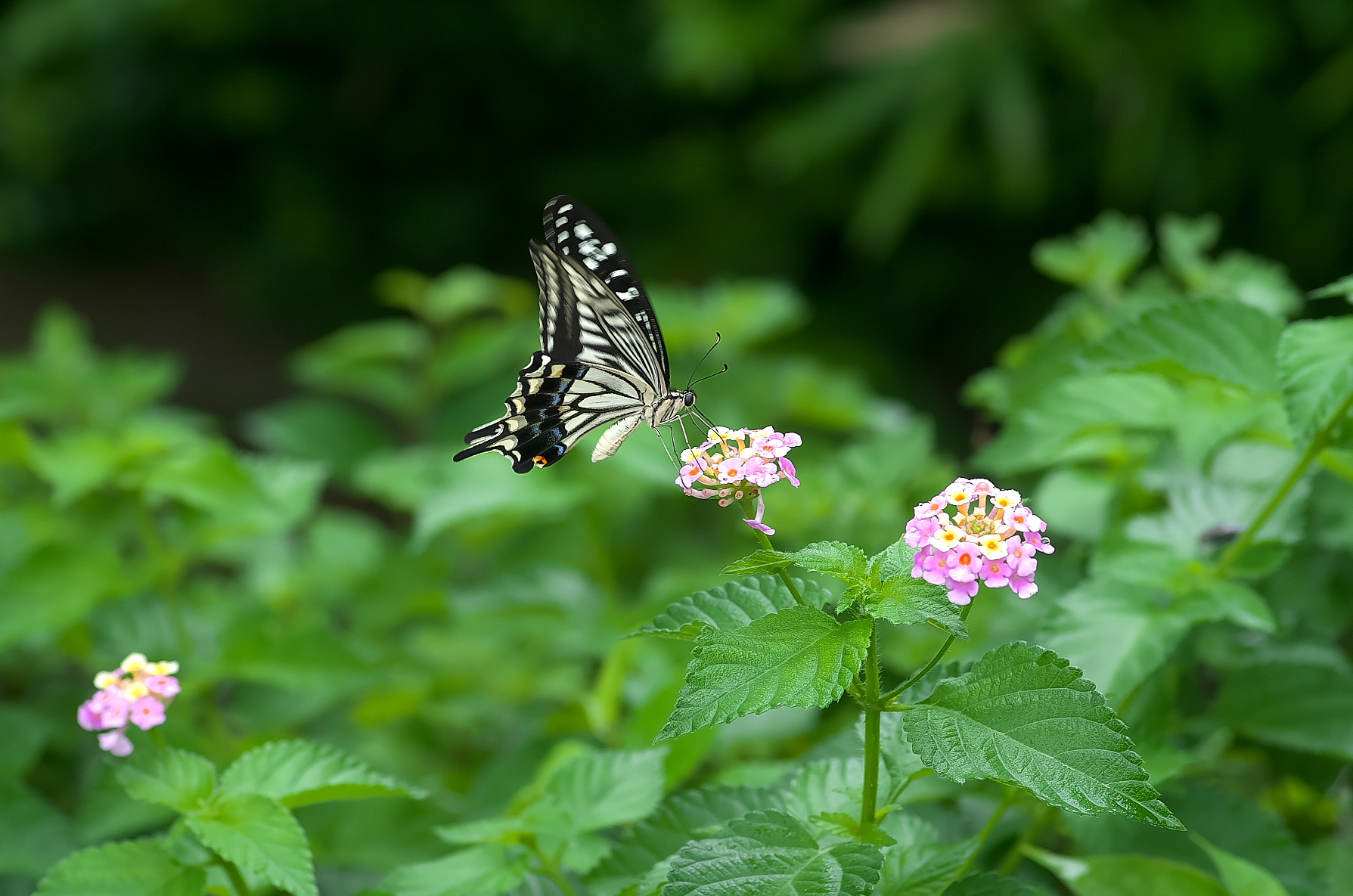 Pentax K-50 + Pentax smc D-FA 100mm F2.8 Macro WR sample photo. Butterfly 3 photography