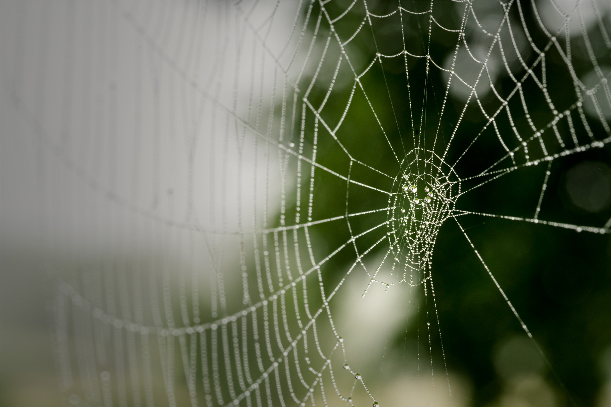 Sony a7R II + Canon EF 100mm F2.8L Macro IS USM sample photo. Spider's web photography