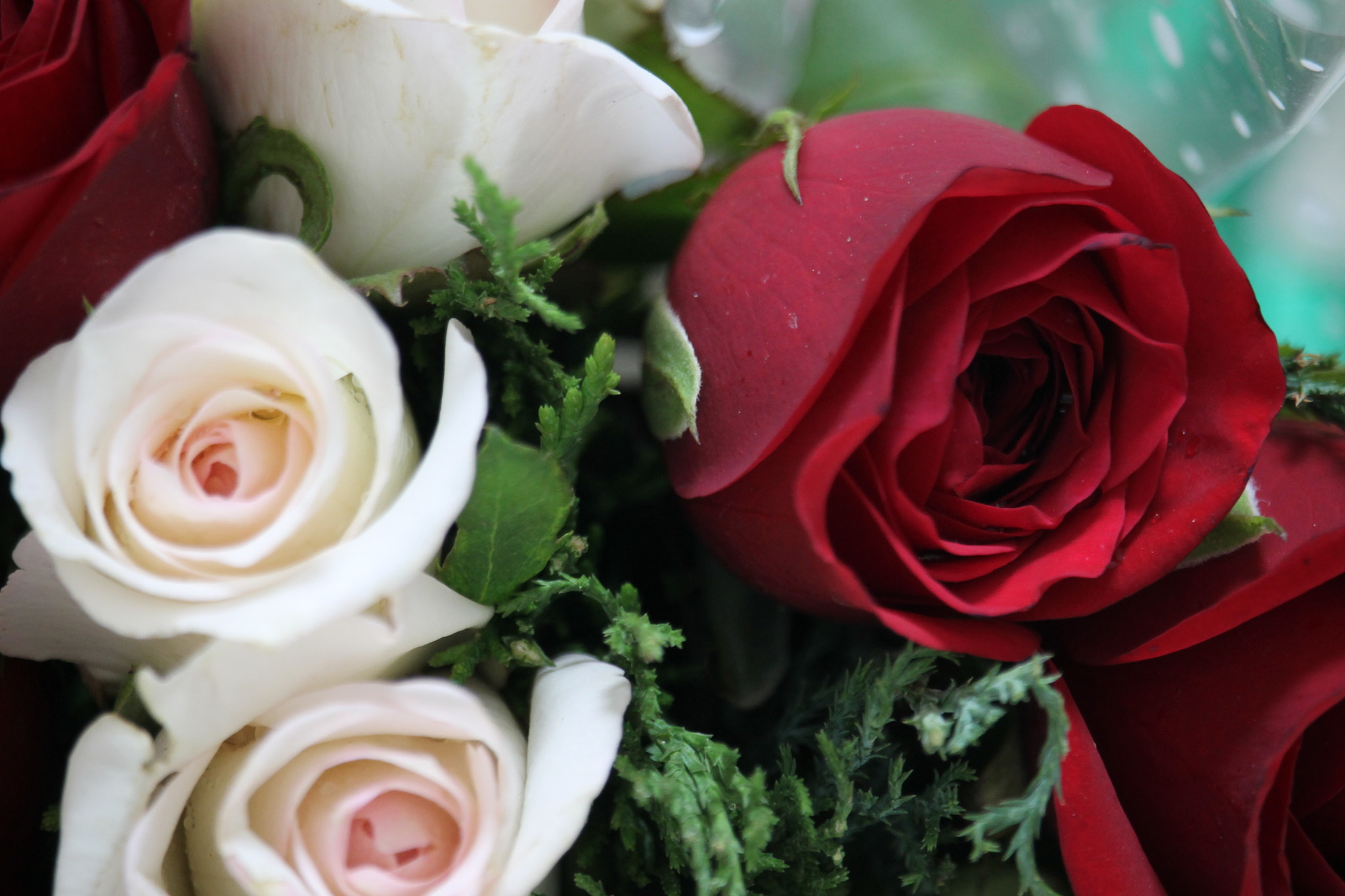 Canon EF-S 55-250mm F4-5.6 IS STM sample photo. Roses photography