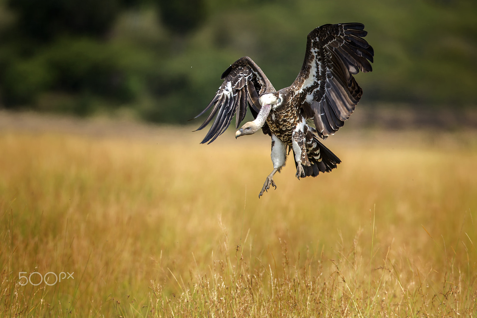 Canon EF 400mm F2.8L IS USM sample photo. Landing photography