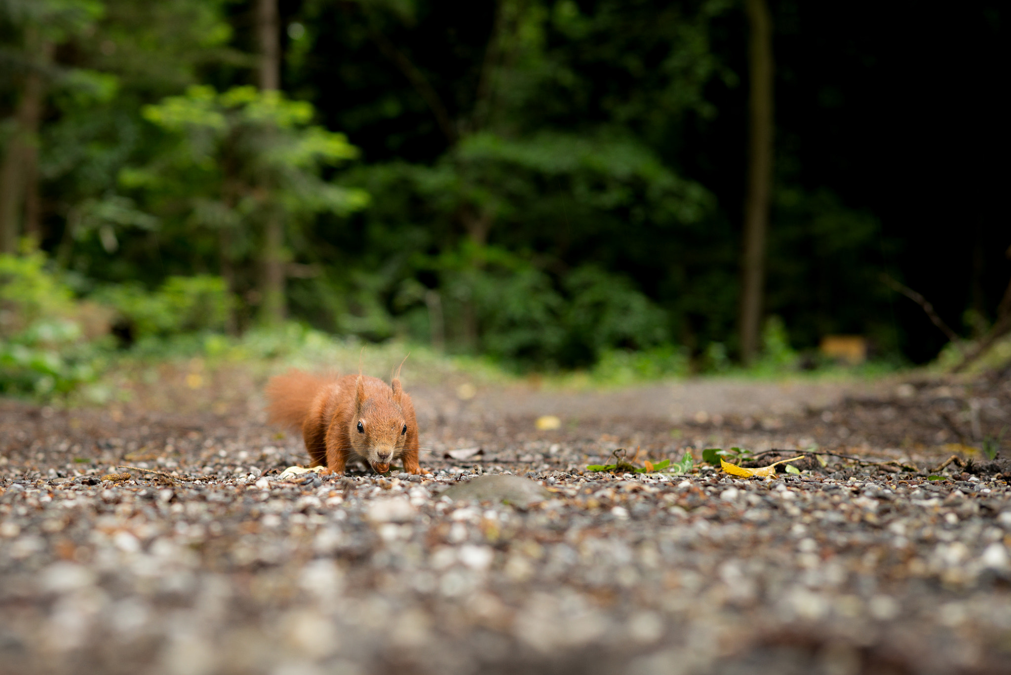 Leica Summarit-M 50mm F2.5 sample photo. Things photography