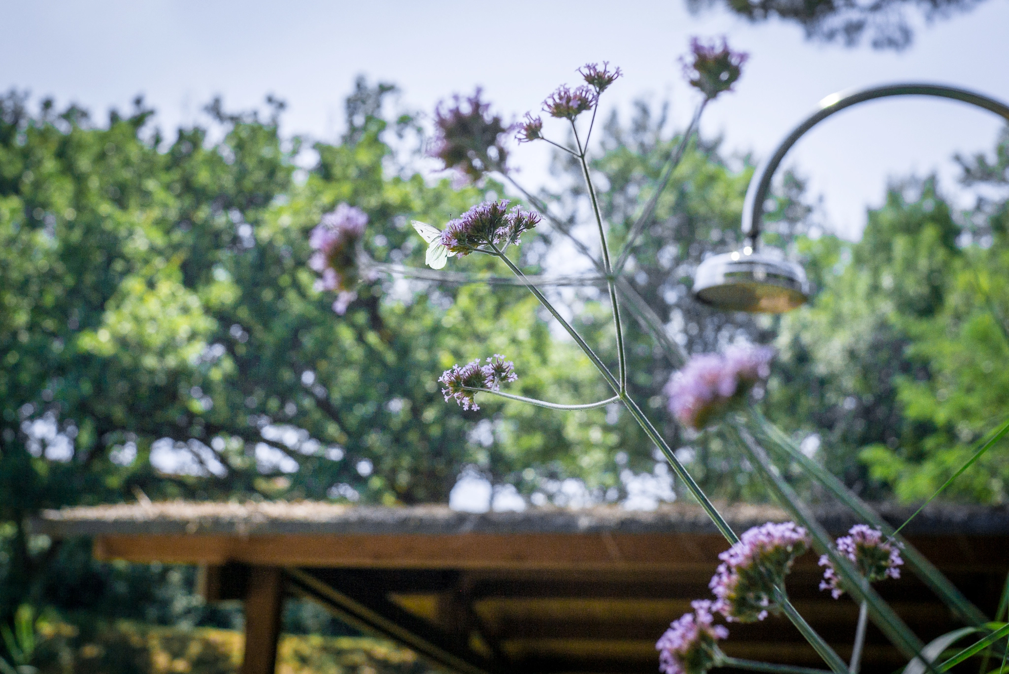 Summicron-M 1:2/35 sample photo. Italy photography