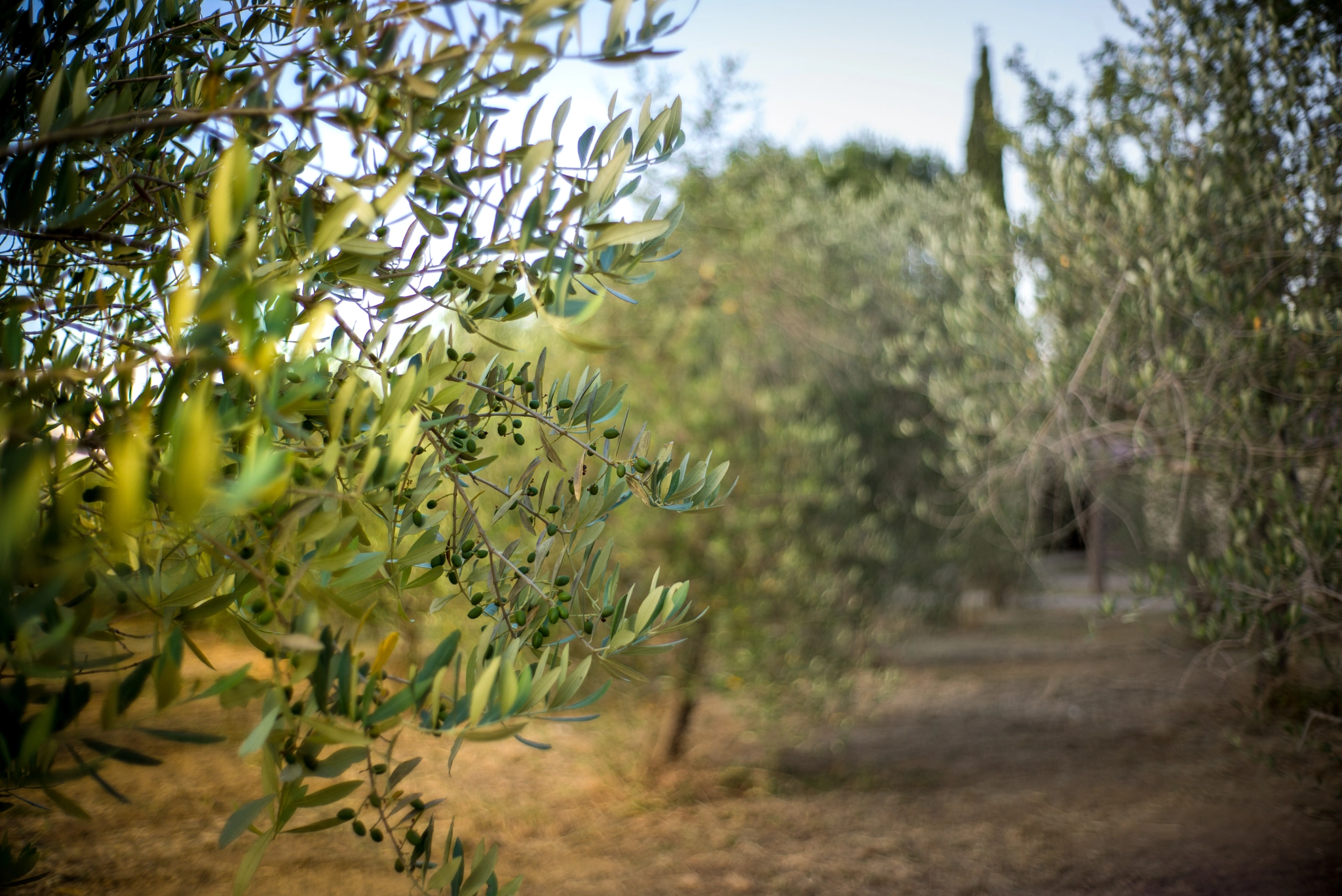Summicron-M 1:2/35 sample photo. Italy photography