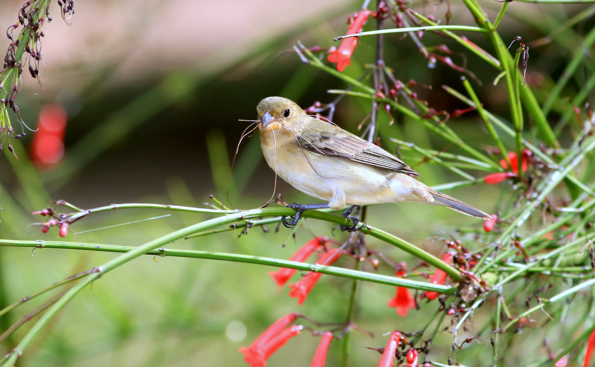 Canon EF 200mm f/2.8L II + 2x sample photo