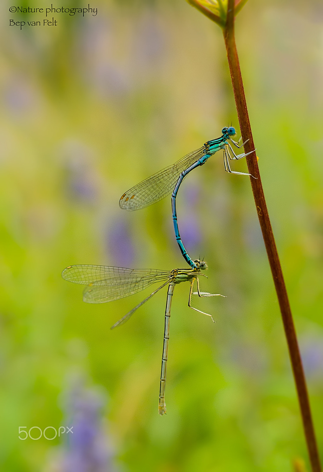 Nikon D7000 + Sigma 50mm F2.8 EX DG Macro sample photo. First stage of mating white-legged damselflies photography