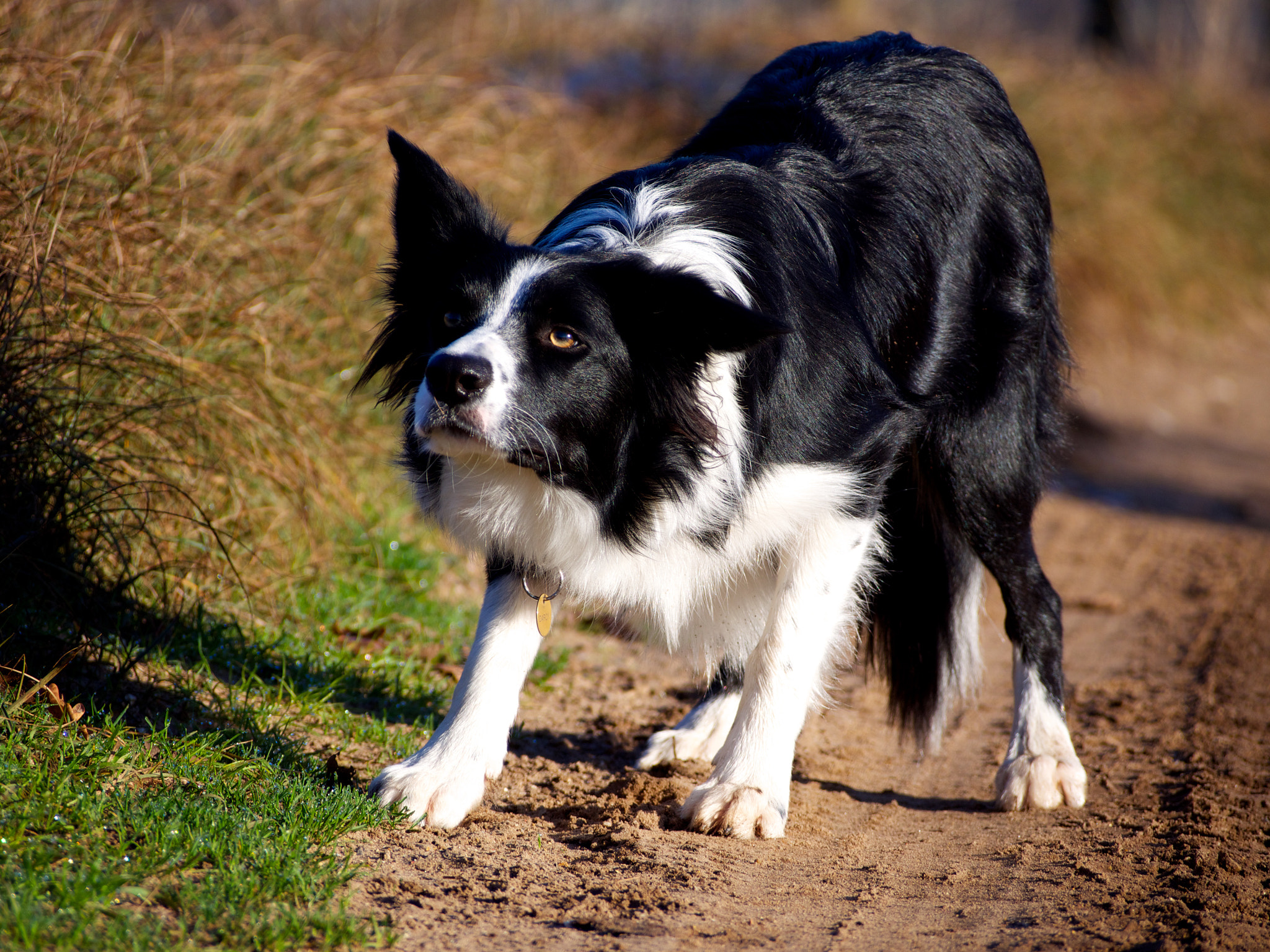 Olympus PEN E-PL5 sample photo. Darcy waiting for ball photography