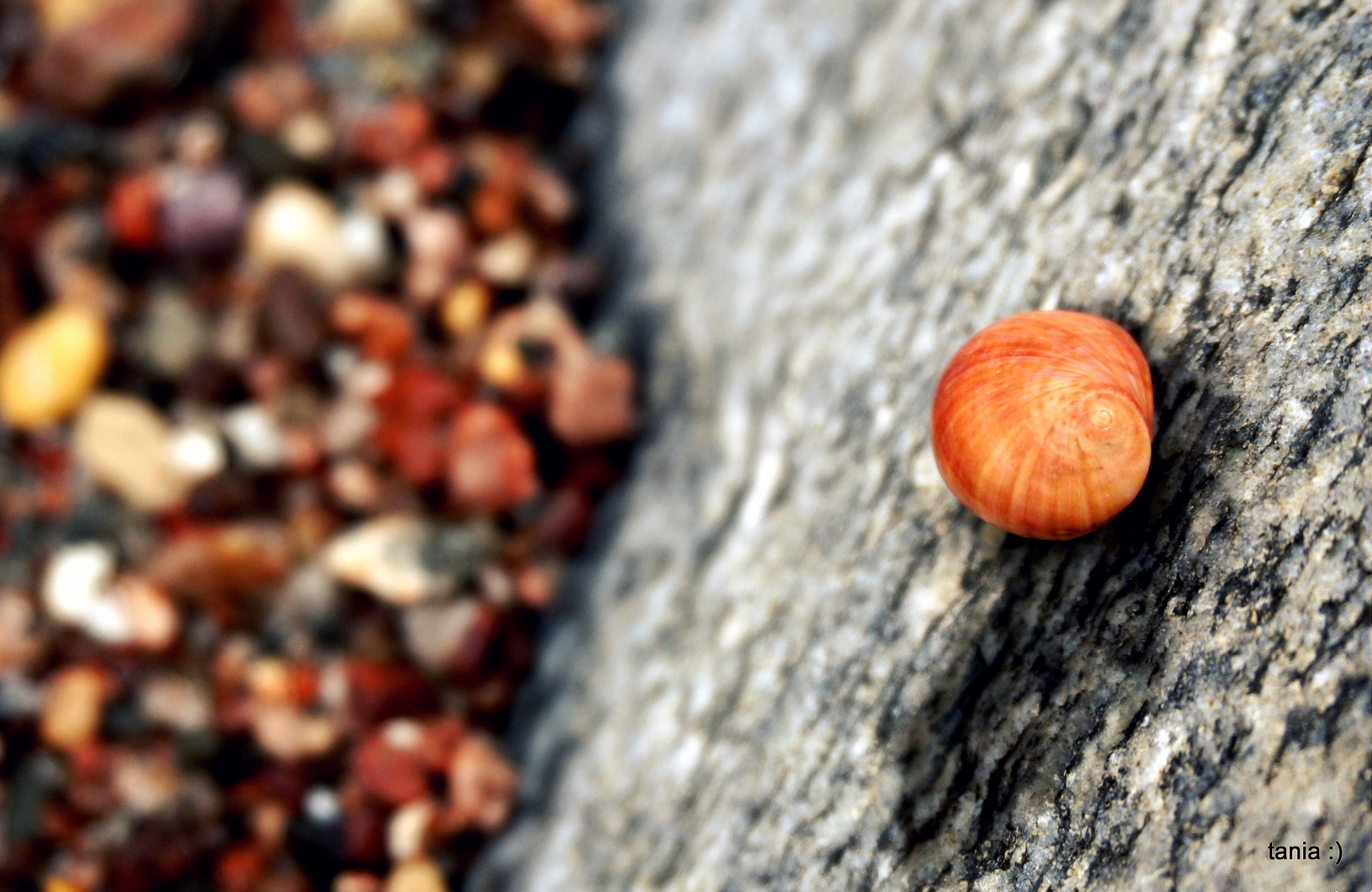Sony Alpha NEX-5T + Sony E 18-50mm F4-5.6 sample photo. Slow sea snail photography