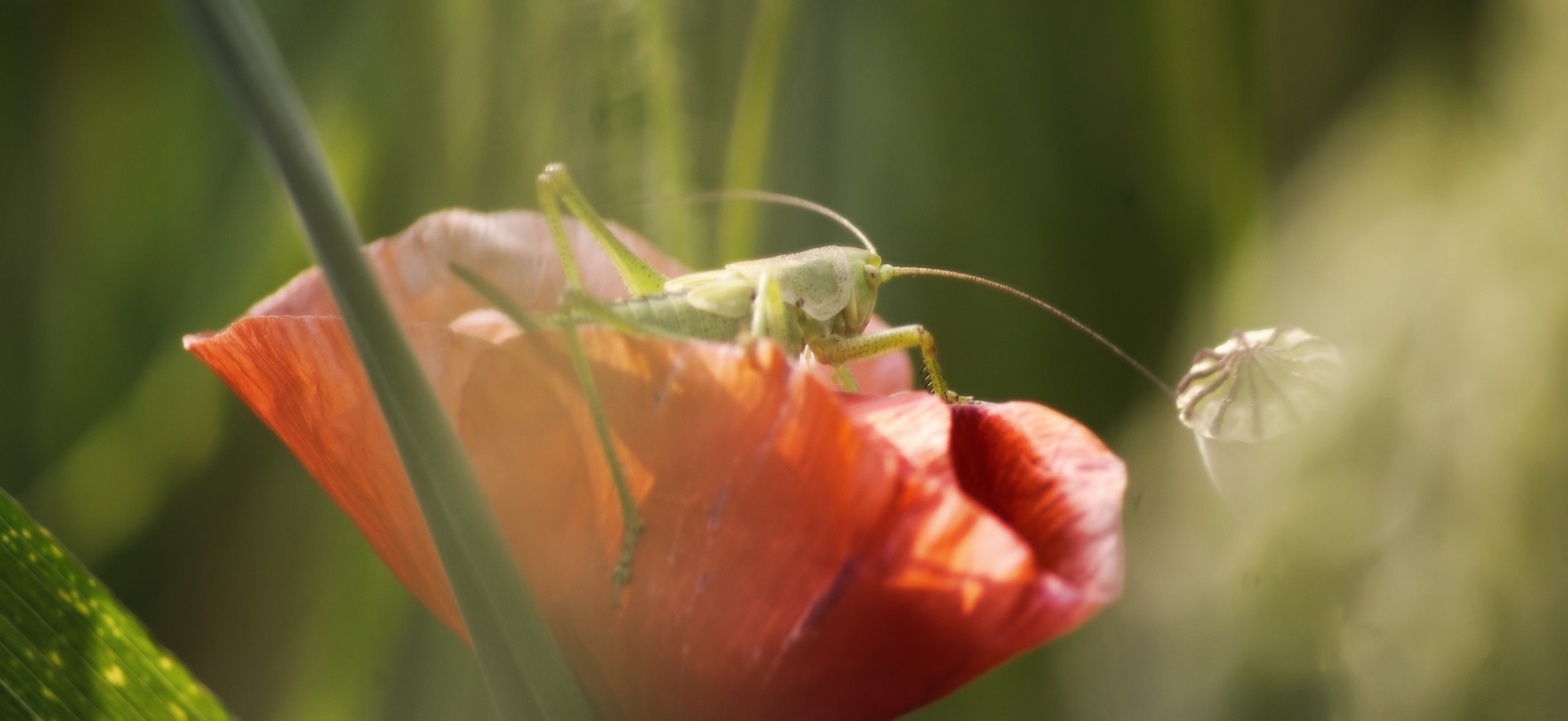 Pentax smc DA 55-300mm F4.0-5.8 ED sample photo. Poppyhopper photography