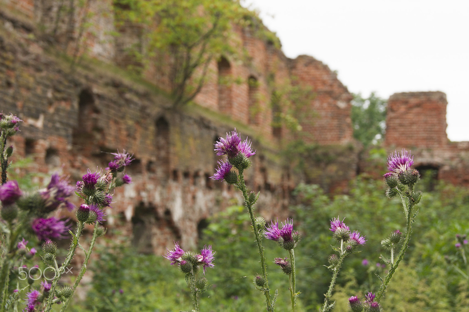 Sony Alpha DSLR-A450 + Sony DT 18-55mm F3.5-5.6 SAM sample photo. Brandenburg castle ruins photography