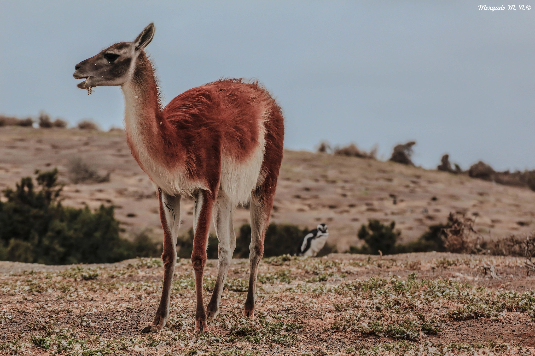 Tamron SP 35mm F1.8 Di VC USD sample photo. Guanaco patagonico photography